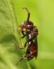 Nomada distinguenda
